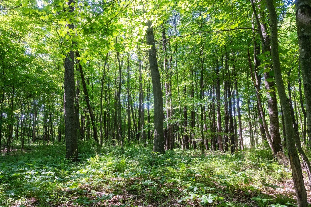 Ridge Road Minerva, OH 44657 - Photo 14 of 49