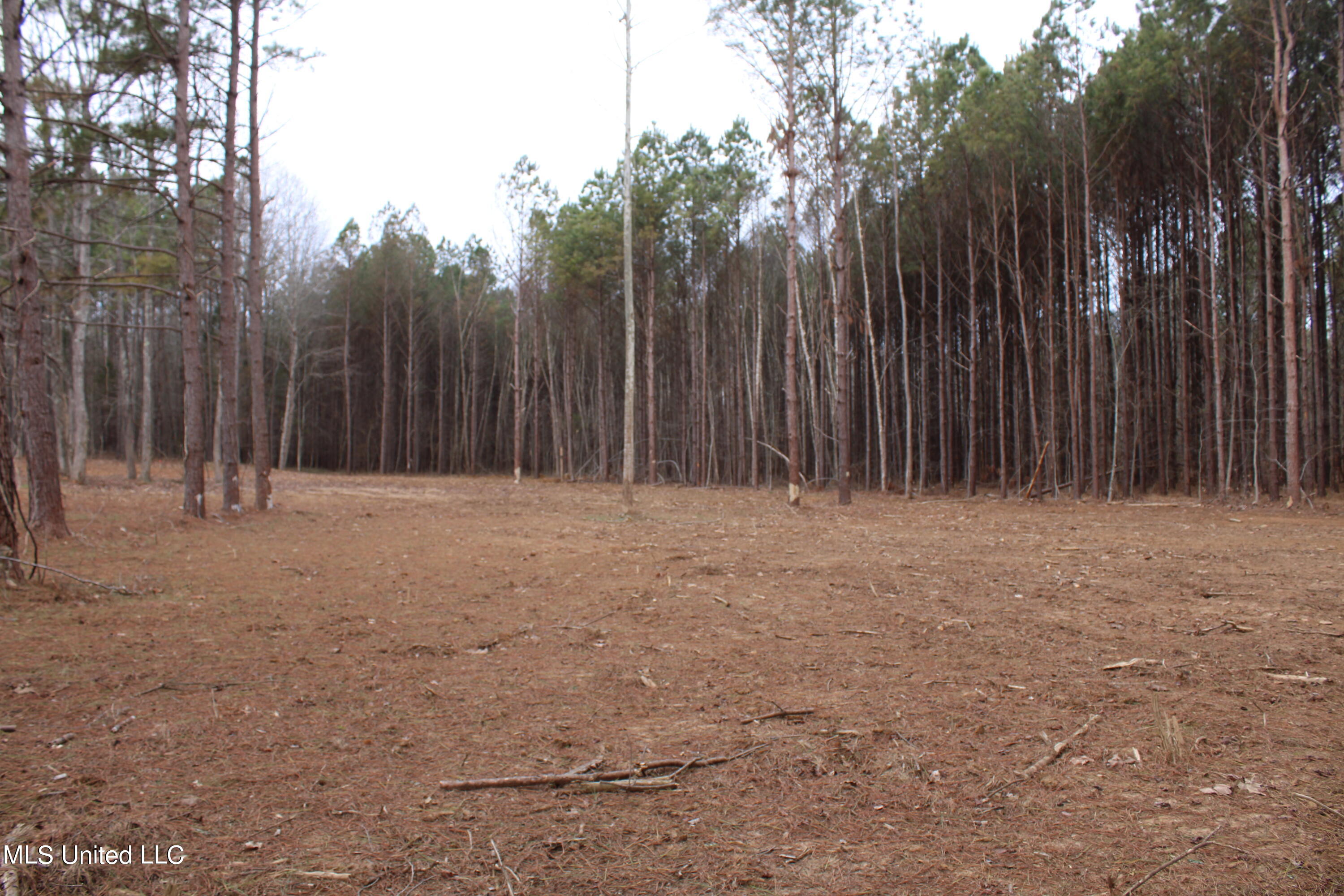 8 Co Road Ripley, MS 38663 - Photo 3 of 22 IMG_2917