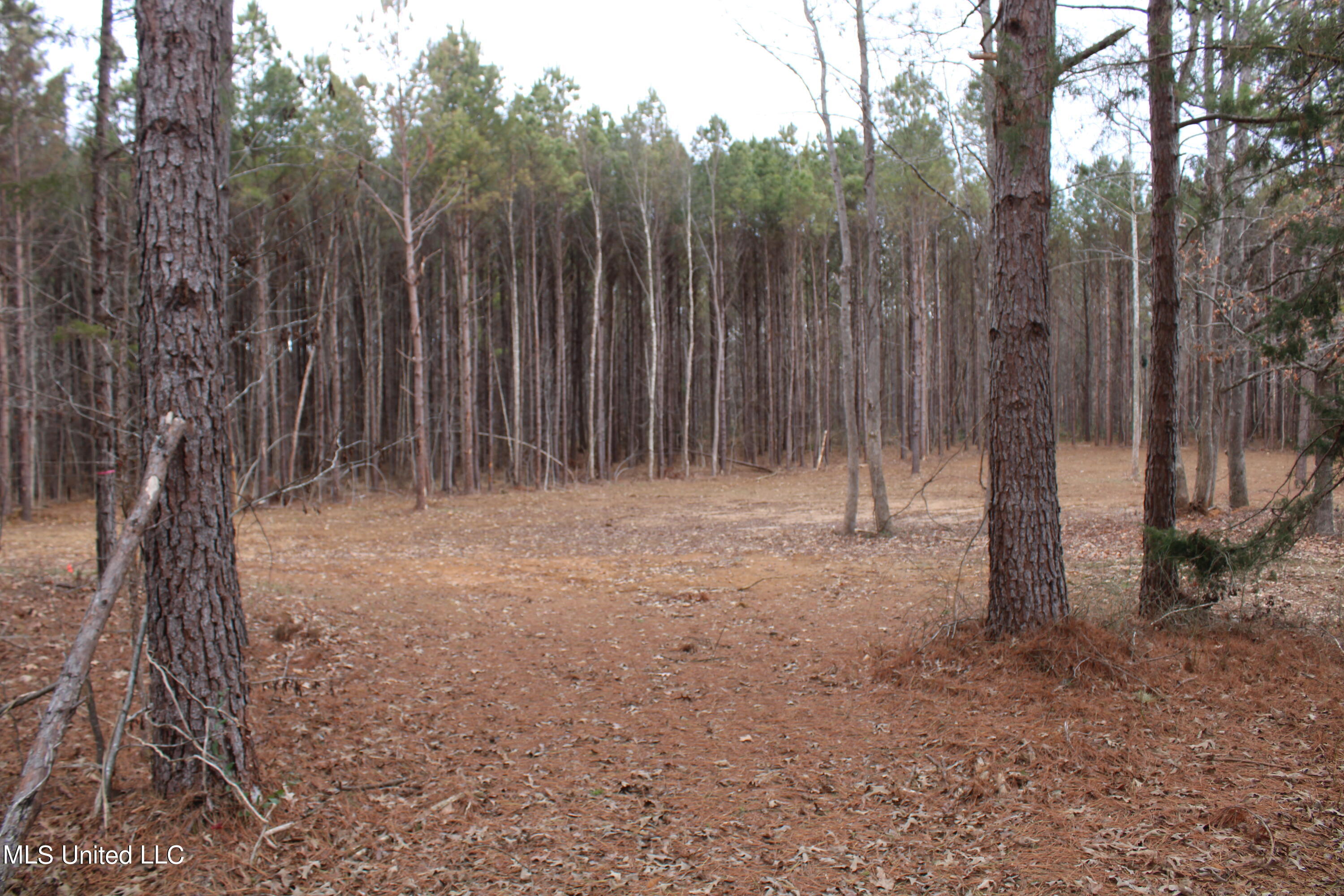 8 Co Road Ripley, MS 38663 - Photo 10 of 22 IMG_2924