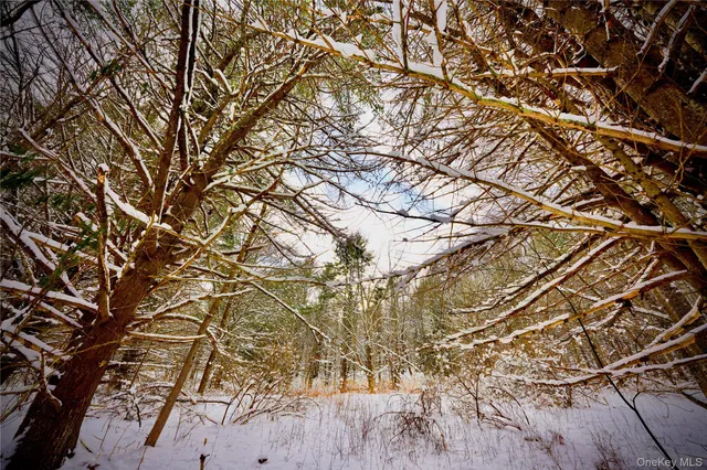 a backyard of a house with lots of trees