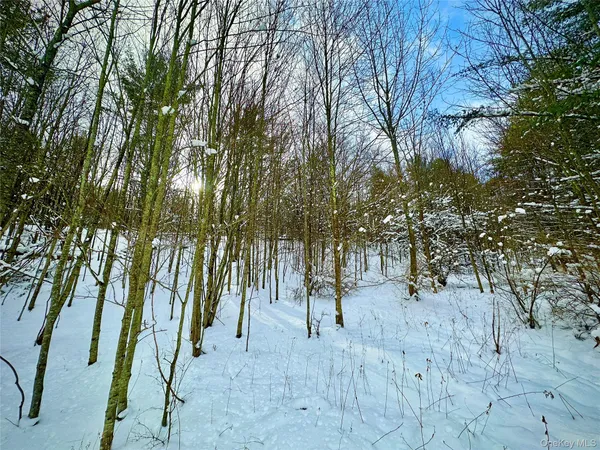 a view of trees in a yard