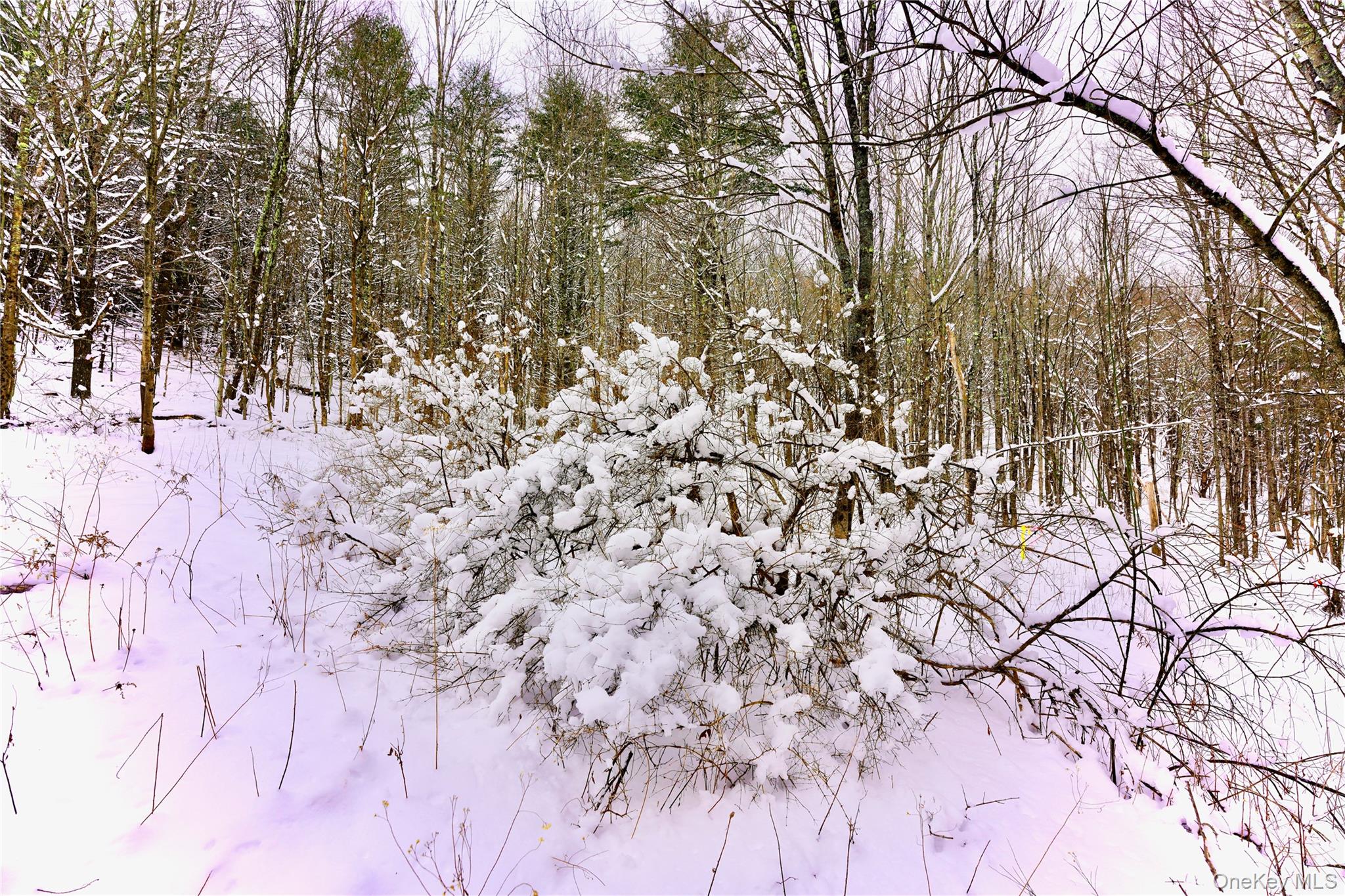 Quail Ridge Road Margaretville, NY 12455 - Photo 8 of 37