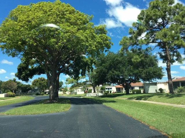 a view of a park with large trees