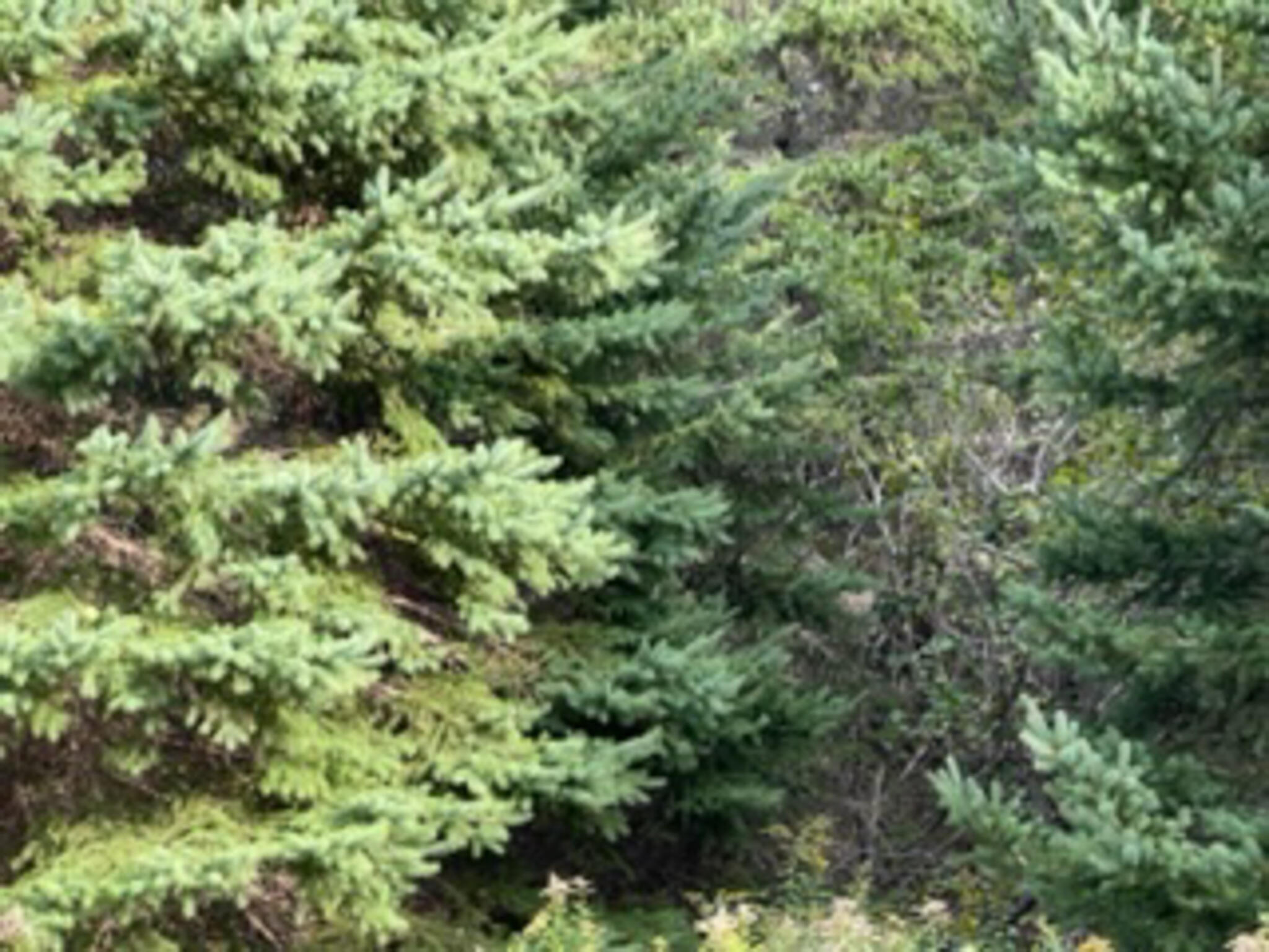 M40-l85 Lyons Road Lubec, ME 04652 - Photo 13 of 13 IMG_3081 (1)