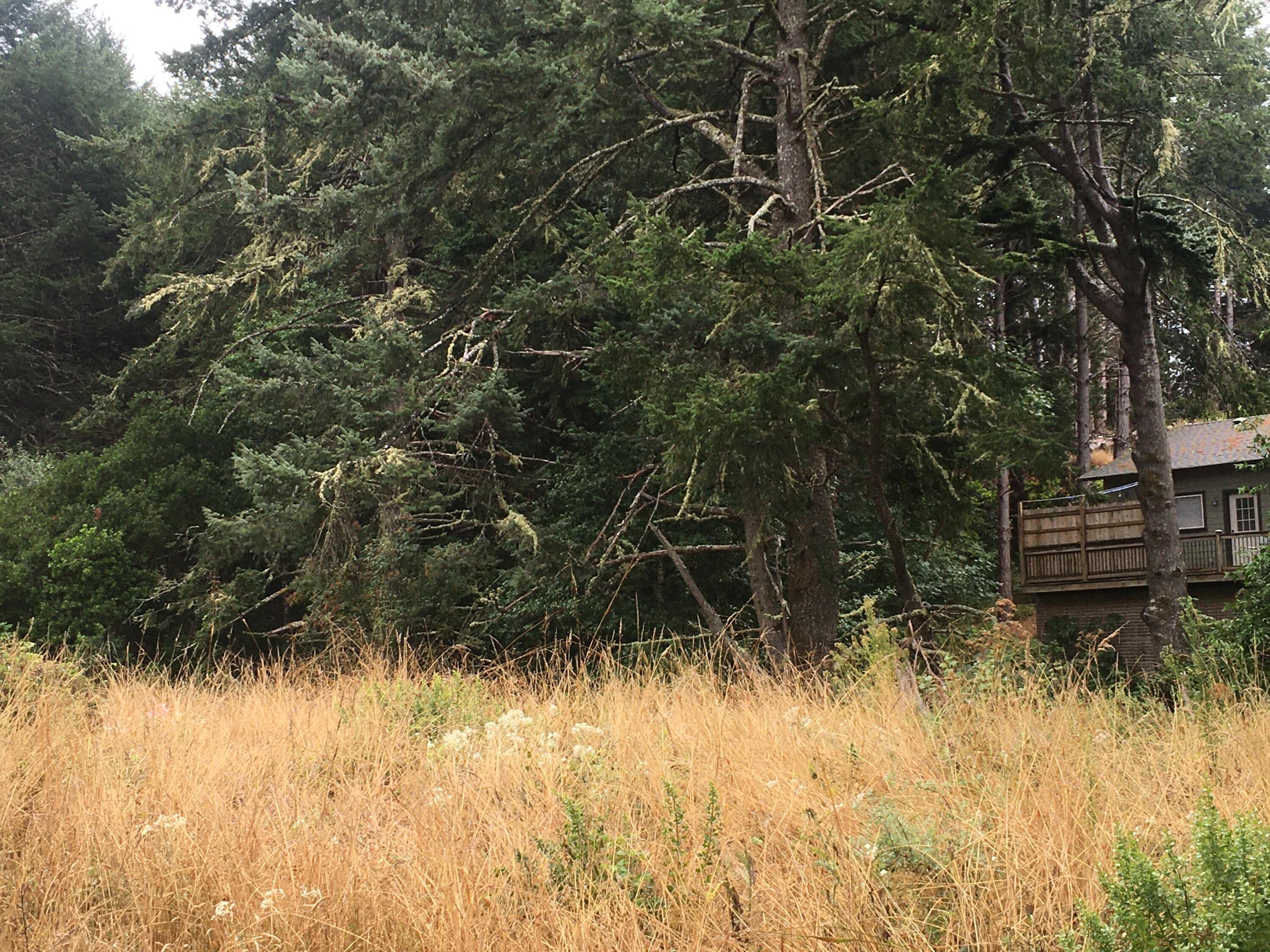 1002 Spring Road Shelter Cove, CA 95589 - Photo 2 of 4 Lot looking south
