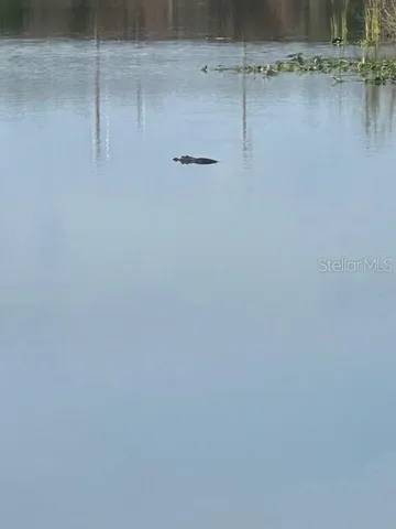 $1,595 | 1001 South Bayshore Boulevard, Unit 201, Safety Harbor, FL 34695