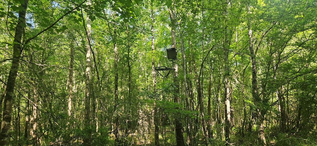 0 Case Road Slocomb, AL 36375 - Photo 11 of 18