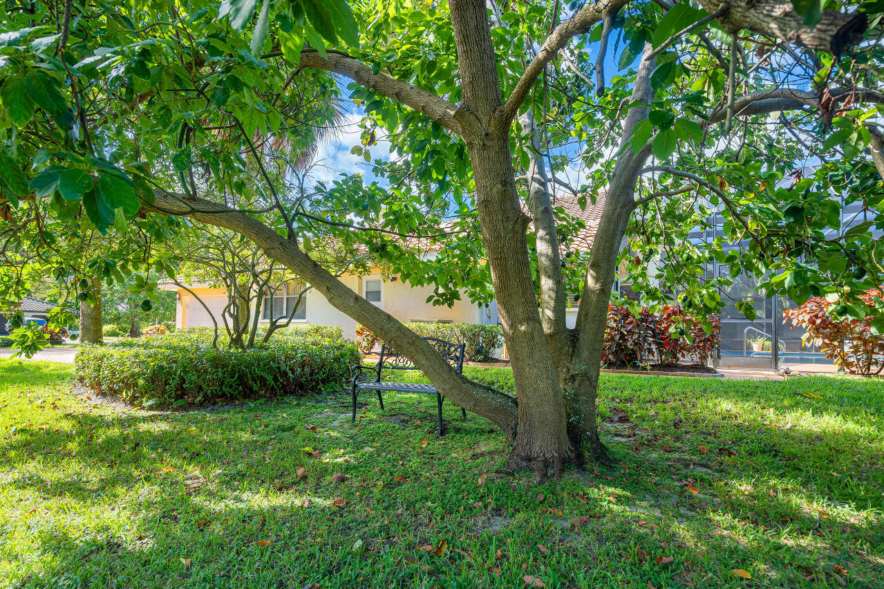 2335 Rabbit Hollowe Circle Delray Beach, FL 33445 - Photo 31 of 43 Avocado tree