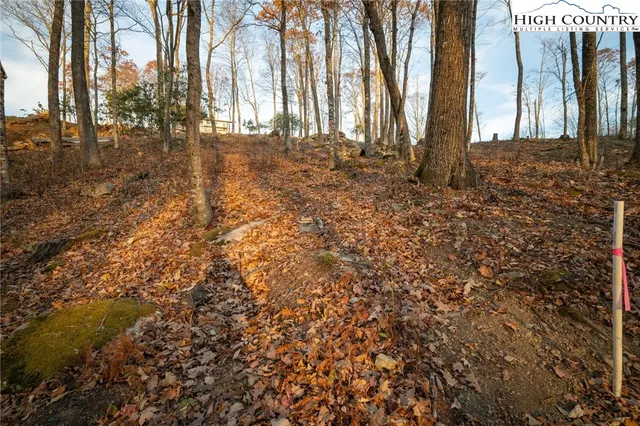 a view of three trees