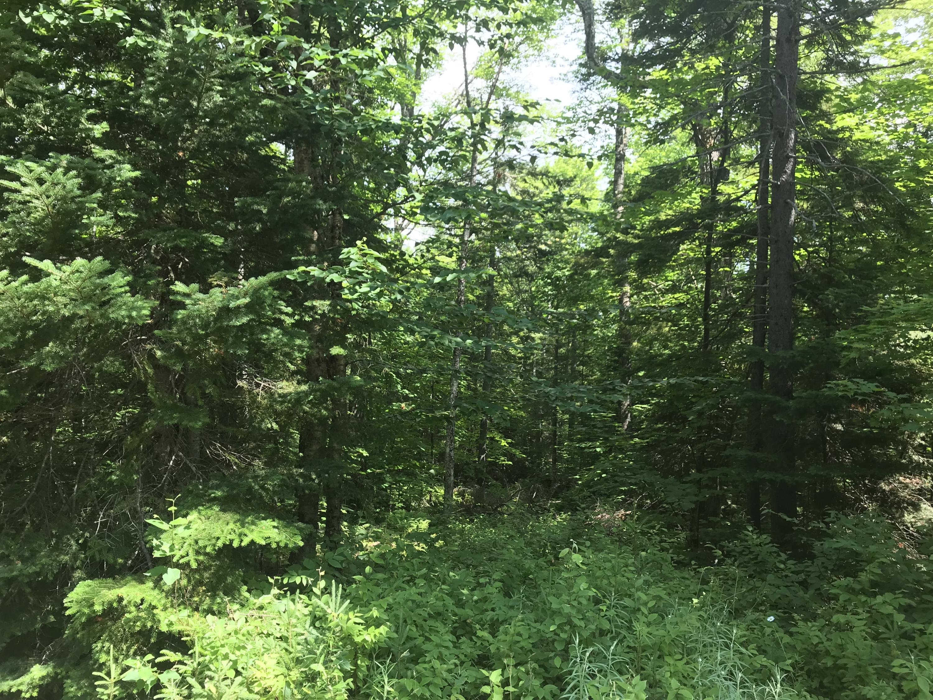 402 Lily Bay Road Greenville, ME 04441 - Photo 3 of 18 1D53AE0C-D890-4C1A-BE66-B12691ACCCFD