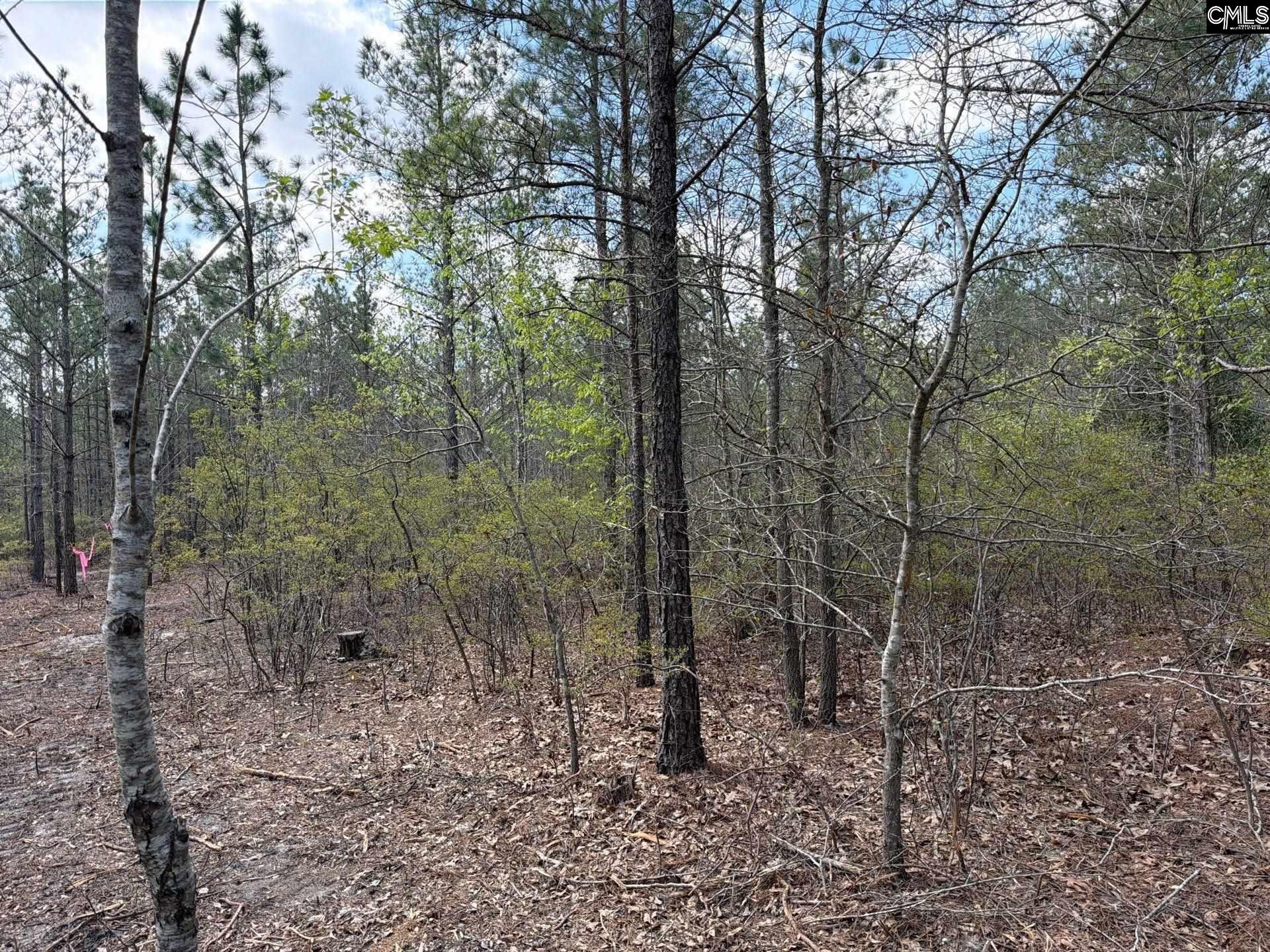 3 Mt Calvary Rd Ridge Spring Ridge Spring, SC 29129 - Photo 10 of 27