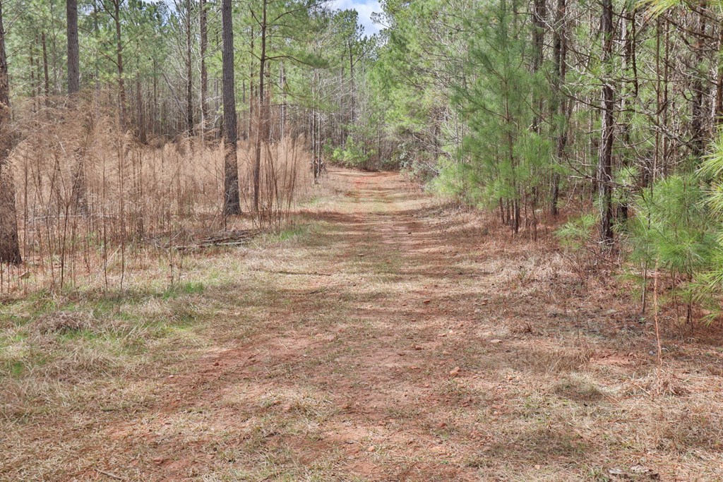 0 Irvin Road Shiloh, GA 31826 - Photo 10 of 46 Gallery Image 10
