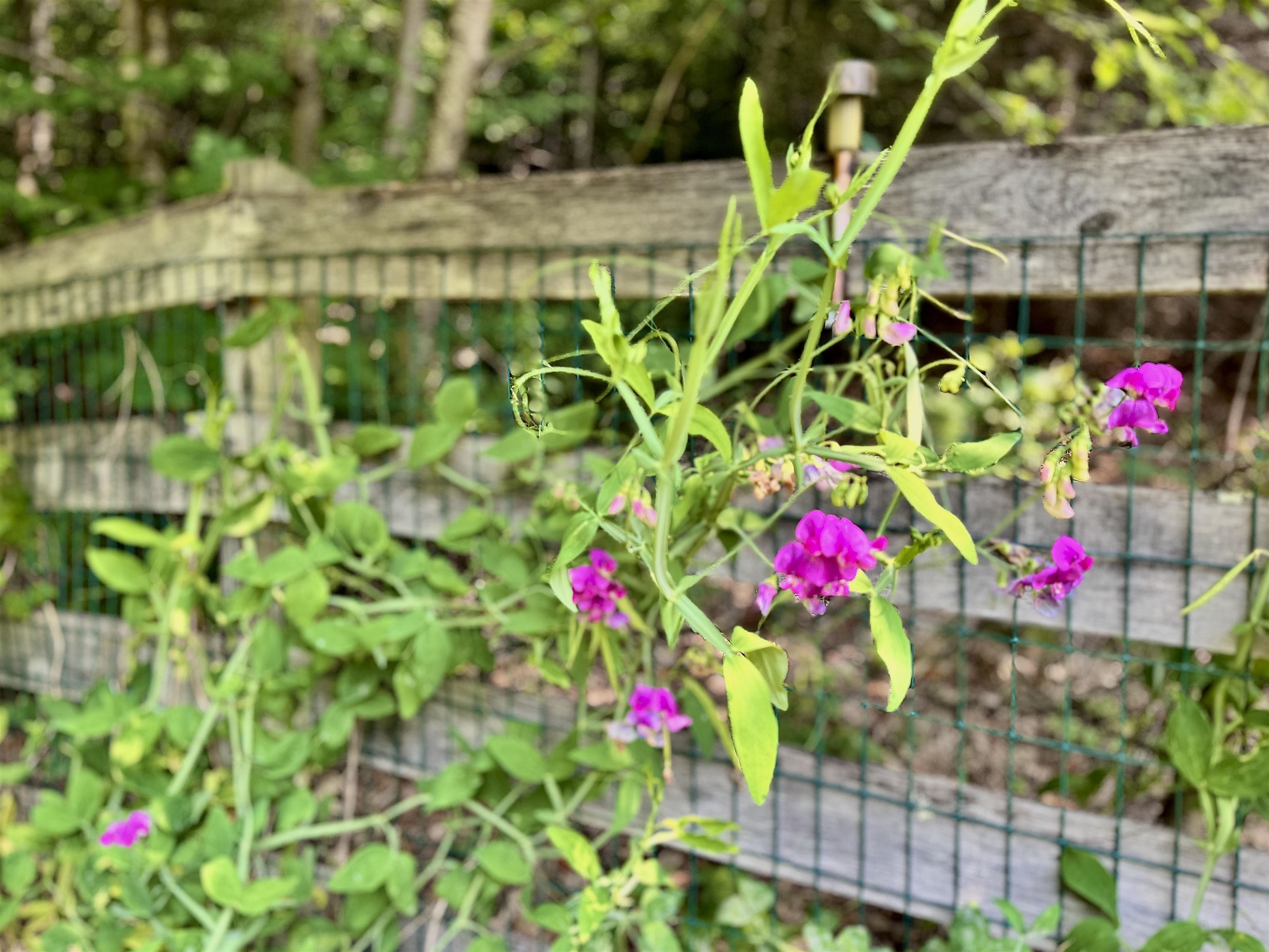 475 Sunrise Lane Arlington, VT 05250 - Photo 40 of 44