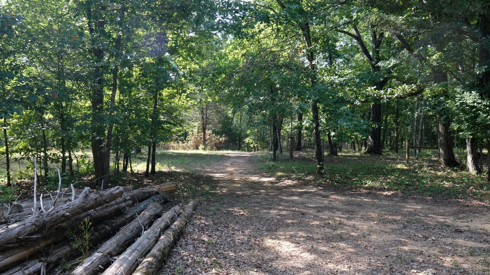 a view of a forest with trees