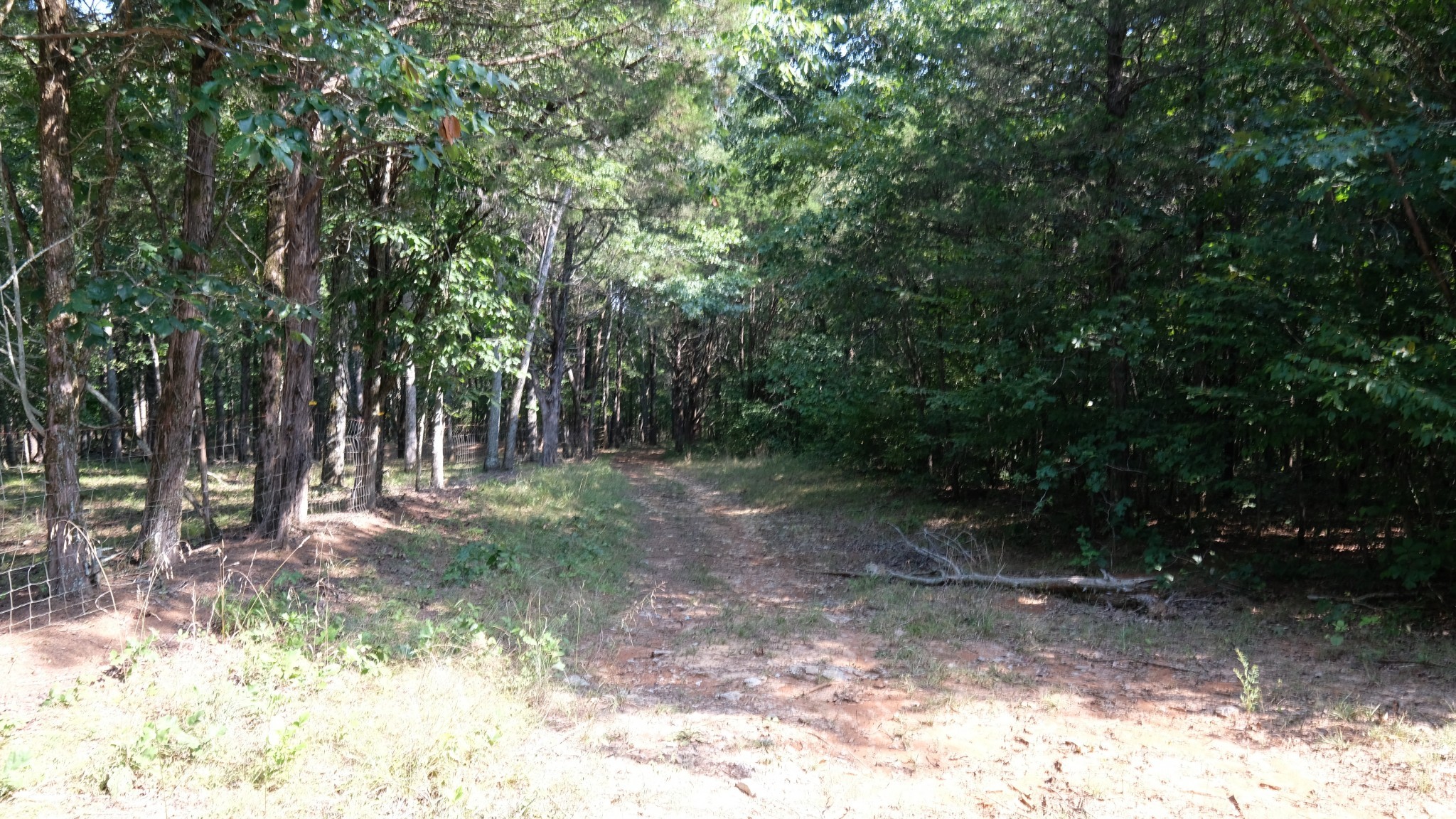 3658 Mahaley Road Chapel Hill, TN 37034 - Photo 12 of 18 a view of a forest filled with trees