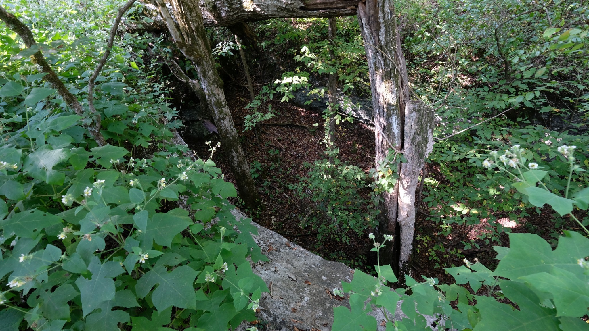 3658 Mahaley Road Chapel Hill, TN 37034 - Photo 14 of 18 a plant view in yard