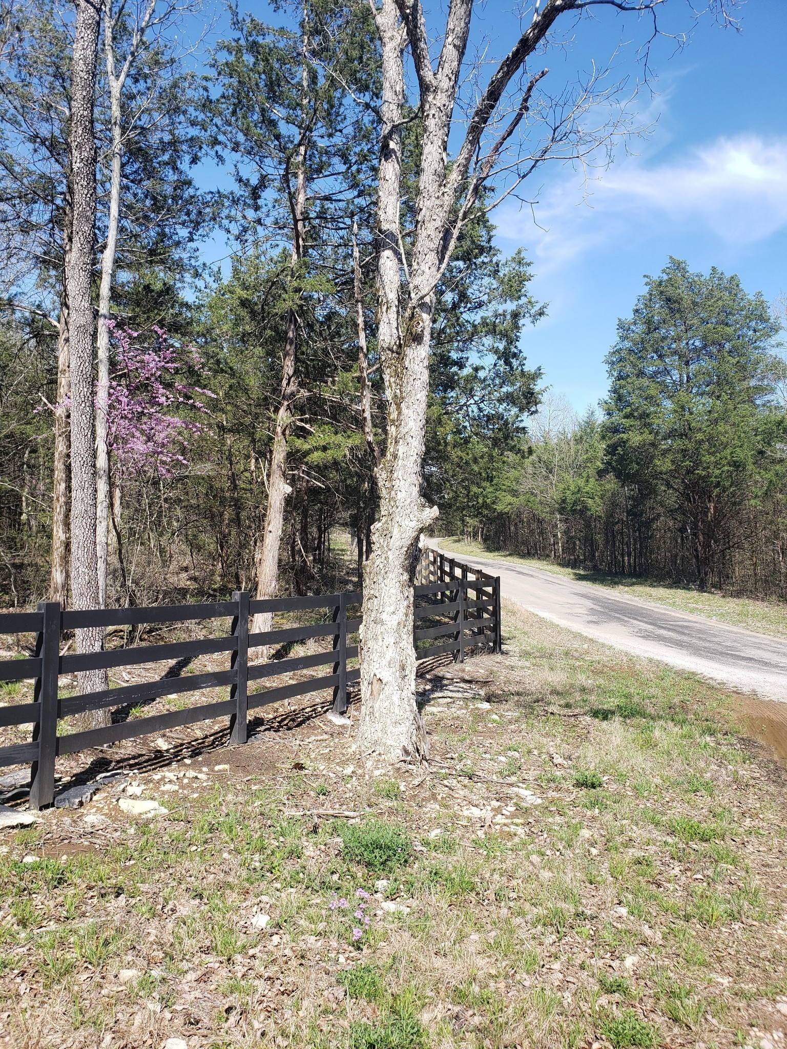 3658 Mahaley Road Chapel Hill, TN 37034 - Photo 2 of 18 a view of backyard with trees