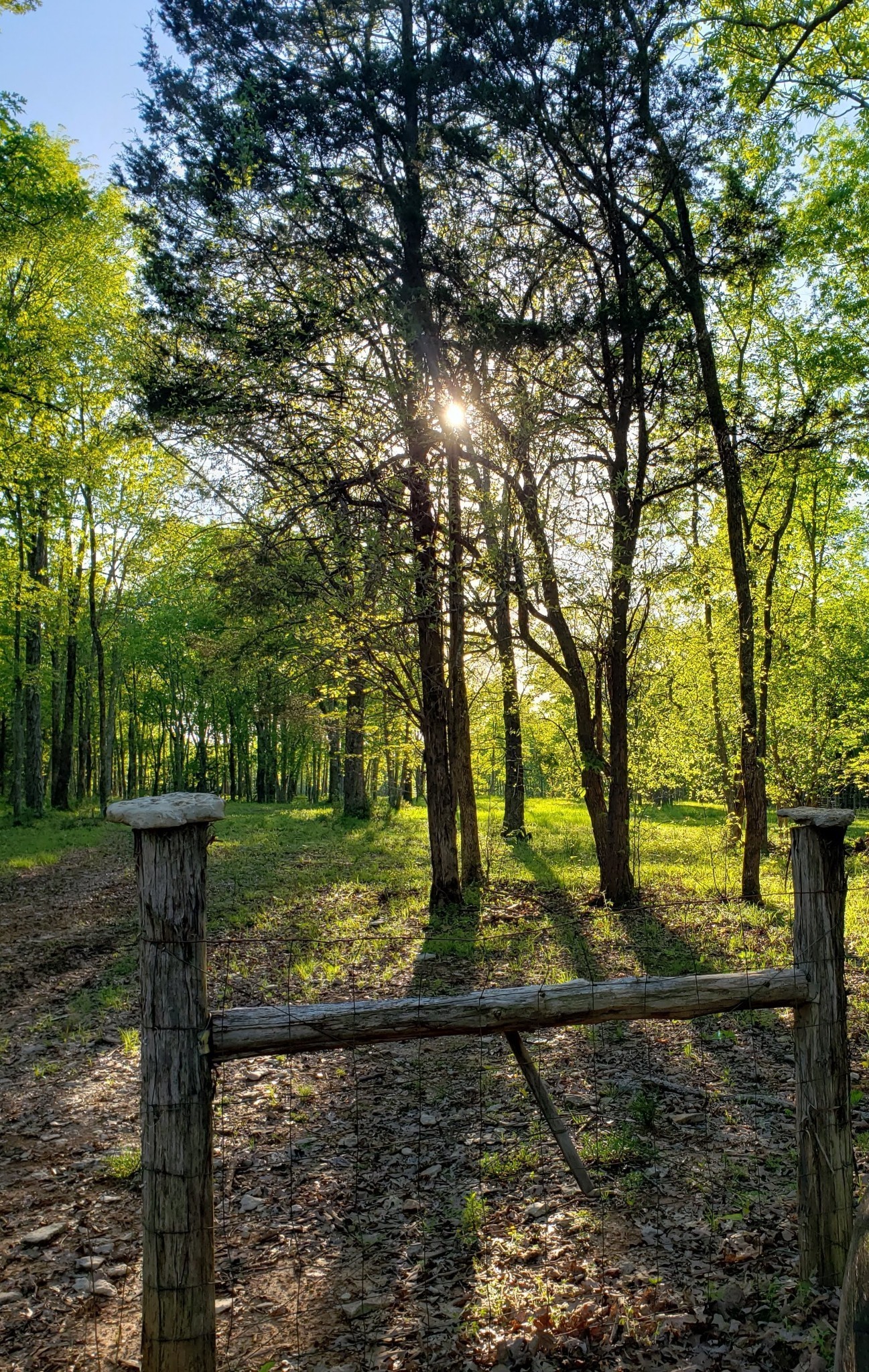 3658 Mahaley Road Chapel Hill, TN 37034 - Photo 6 of 18 a view of a garden with trees