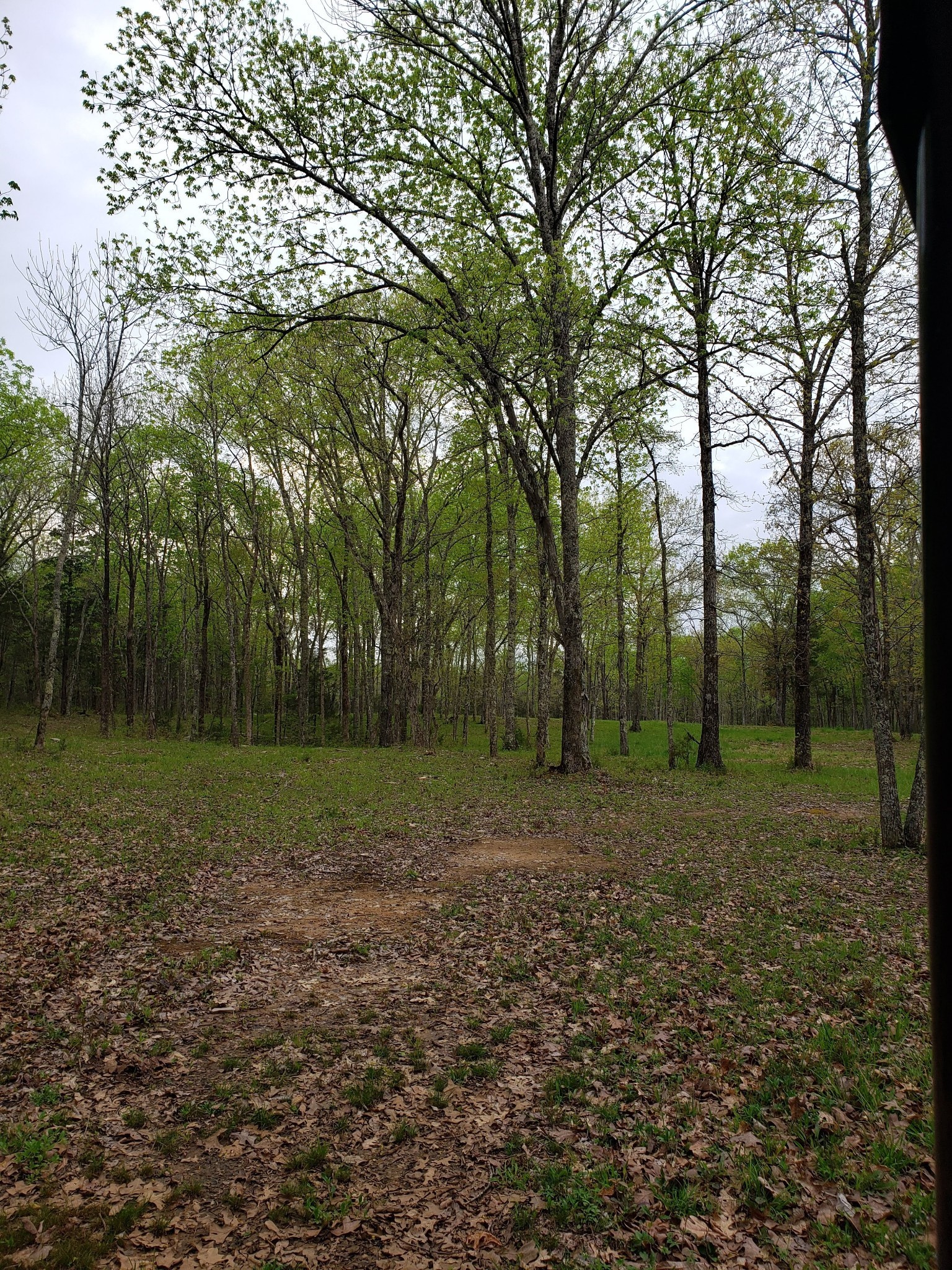 3658 Mahaley Road Chapel Hill, TN 37034 - Photo 7 of 18 a view of outdoor space with trees