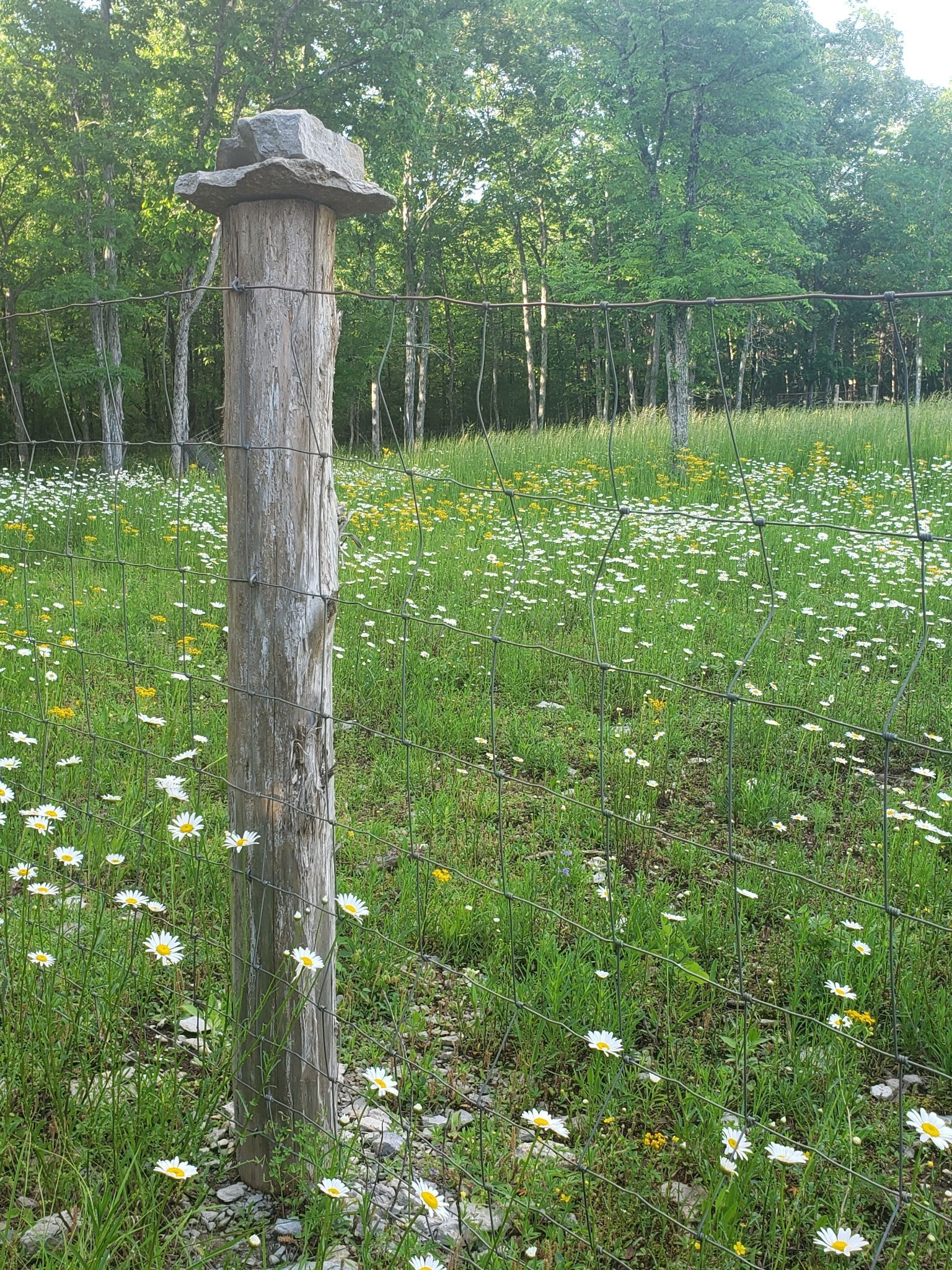 3658 Mahaley Road Chapel Hill, TN 37034 - Photo 10 of 18 a backyard of a house with lots of green space