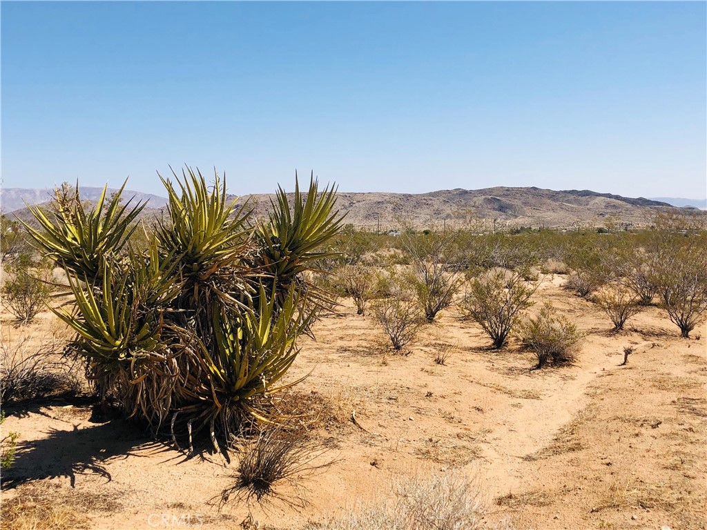 a view of a dry yard with a tree