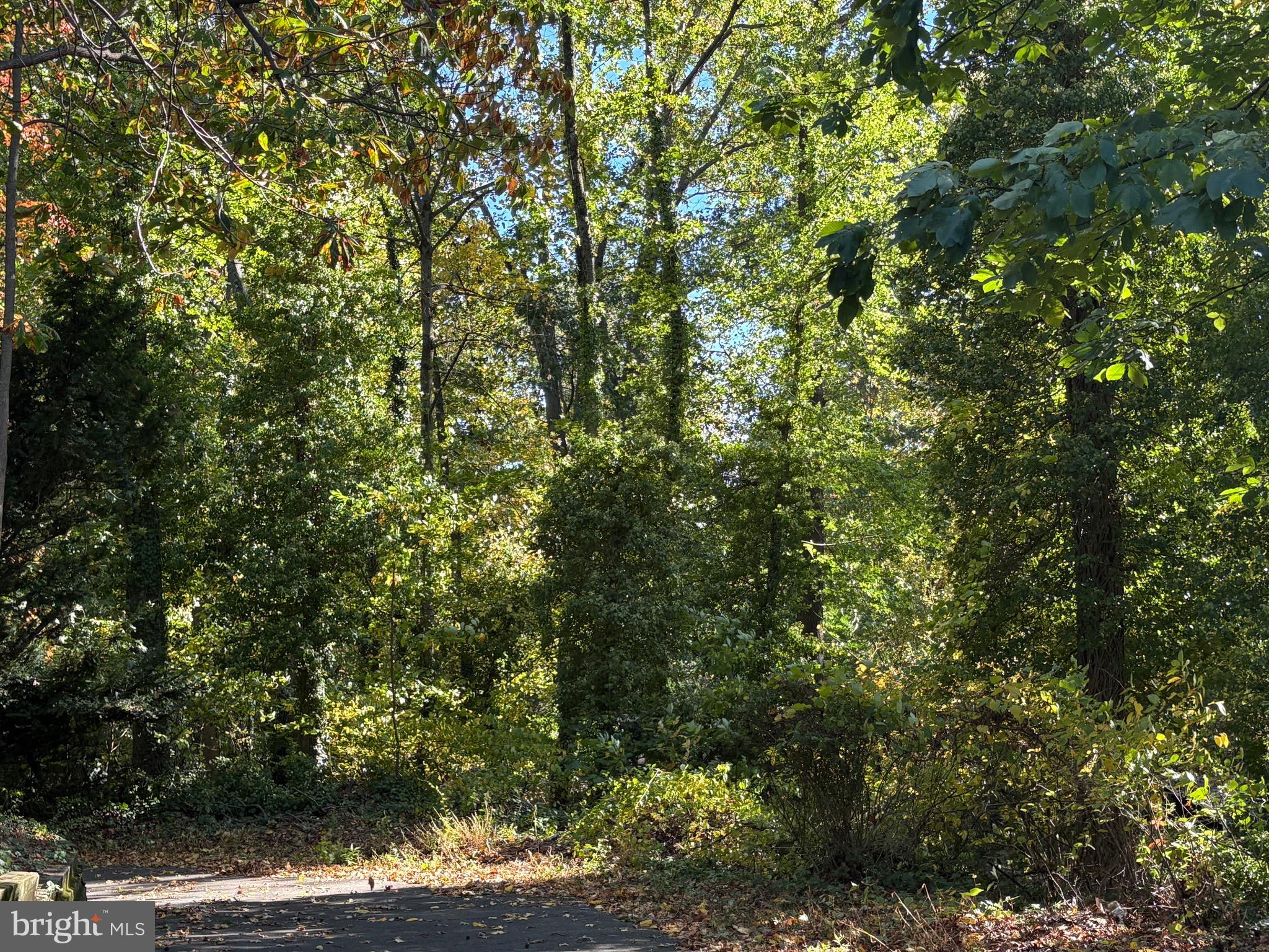 1306 Neck Road Burlington, NJ 08016 - Photo 16 of 22 Beautiful Mature Trees