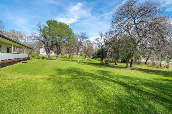 a tall tree in middle of green field