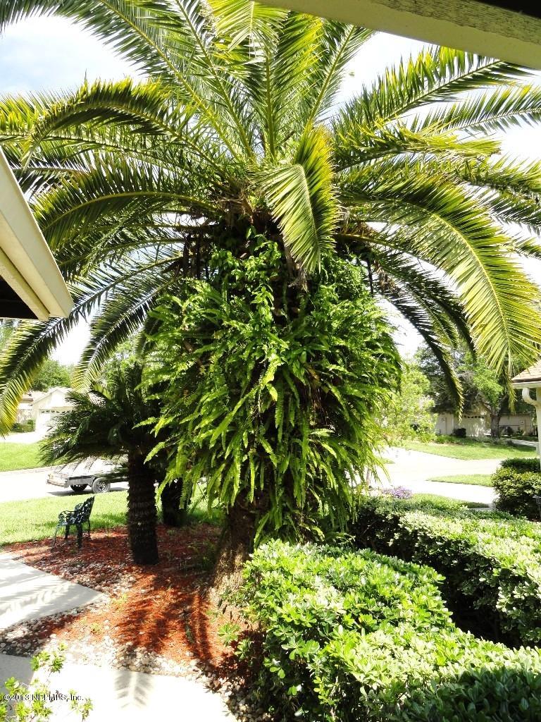 811 Tournament Road Ponte Vedra Beach, FL 32082 - Photo 32 of 33 Palm Tree