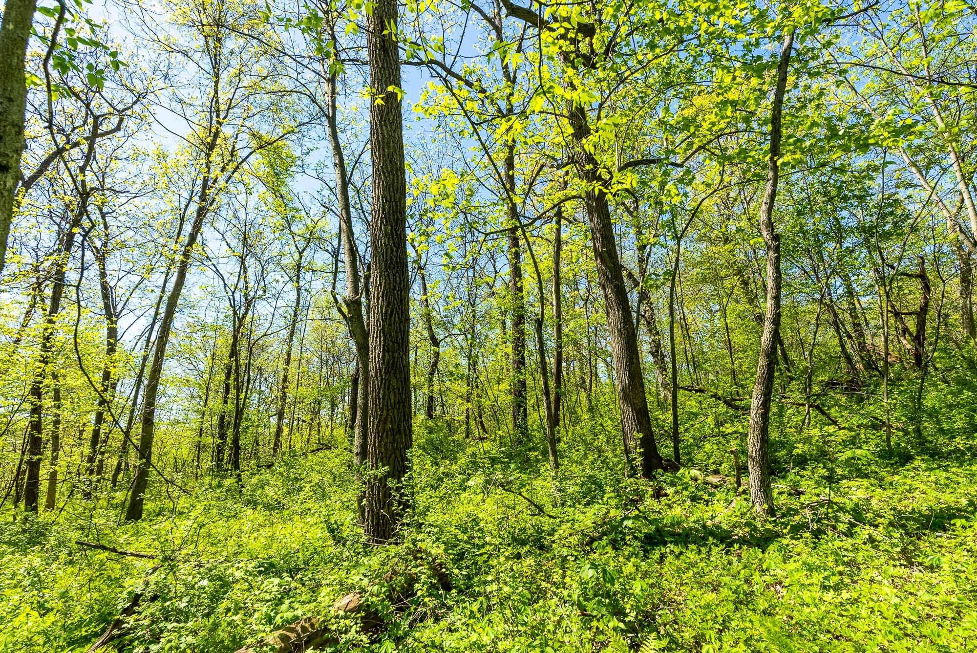 15999 Biba Road Muscoda, WI 53573 - Photo 89 of 103 Grant-County-WI-160-Acres-Land-For-Sale-