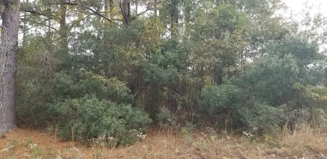 $15,000 | 0 Reardon Avenue, Walterboro, SC 29488