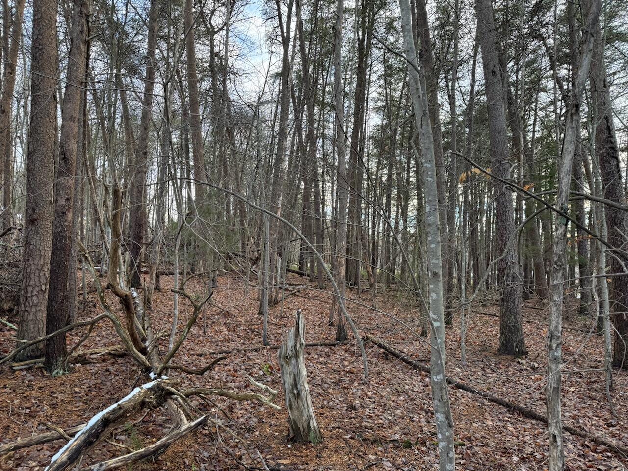 Lot 5 Highland Lake Rd Union Union Hall, VA 24176 - Photo 5 of 9 a view of a yard with trees in front of it