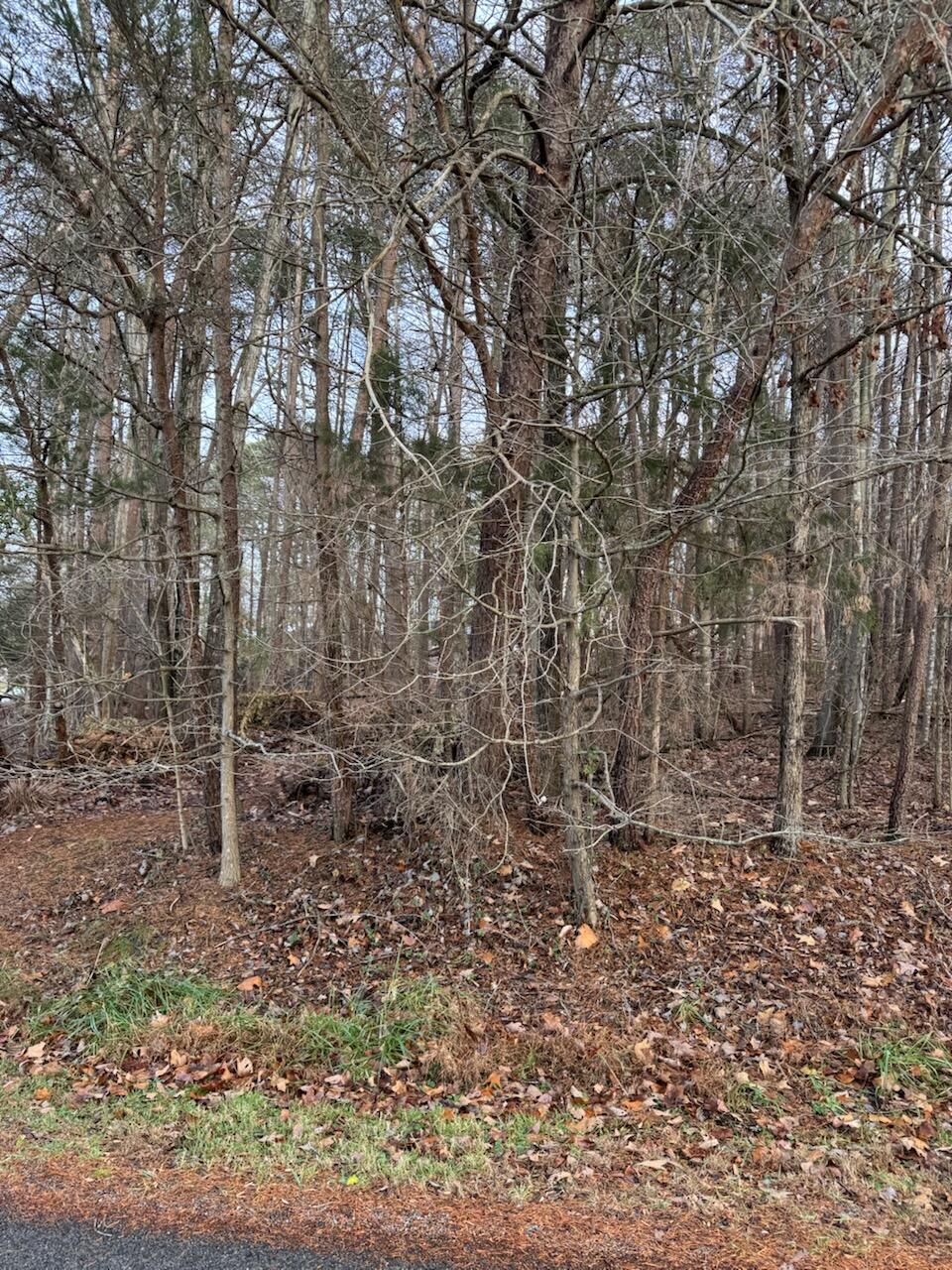Lot 5 Highland Lake Rd Union Union Hall, VA 24176 - Photo 6 of 9 a view of a forest with trees in the background