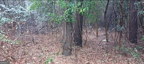 a view of a forest