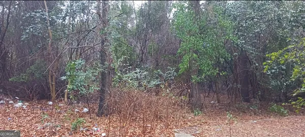 a view of forest