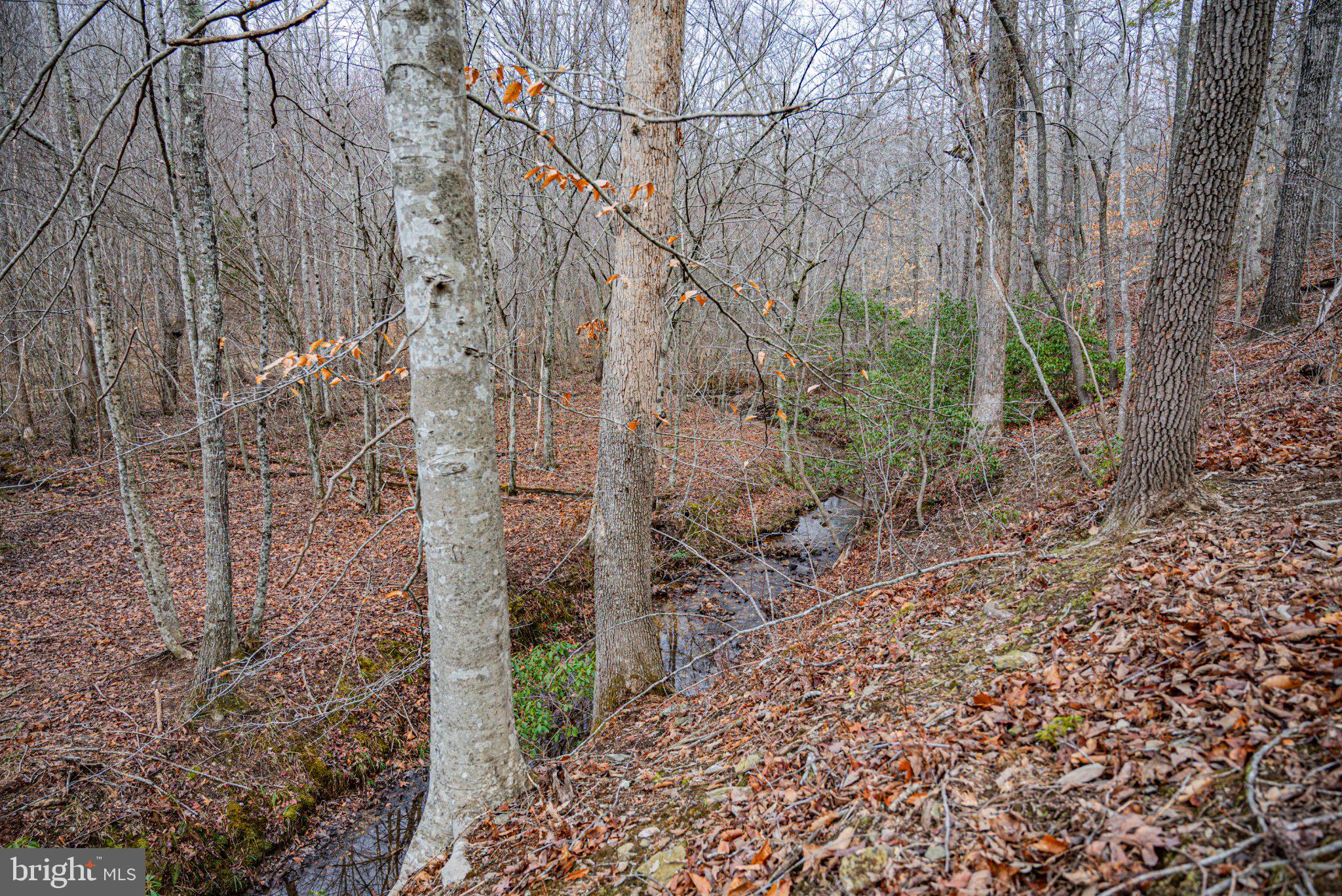 Tbd Troublesome Creek Road Buckingham, VA 23921 - Photo 11 of 26 Serene woodland stream in autumn.