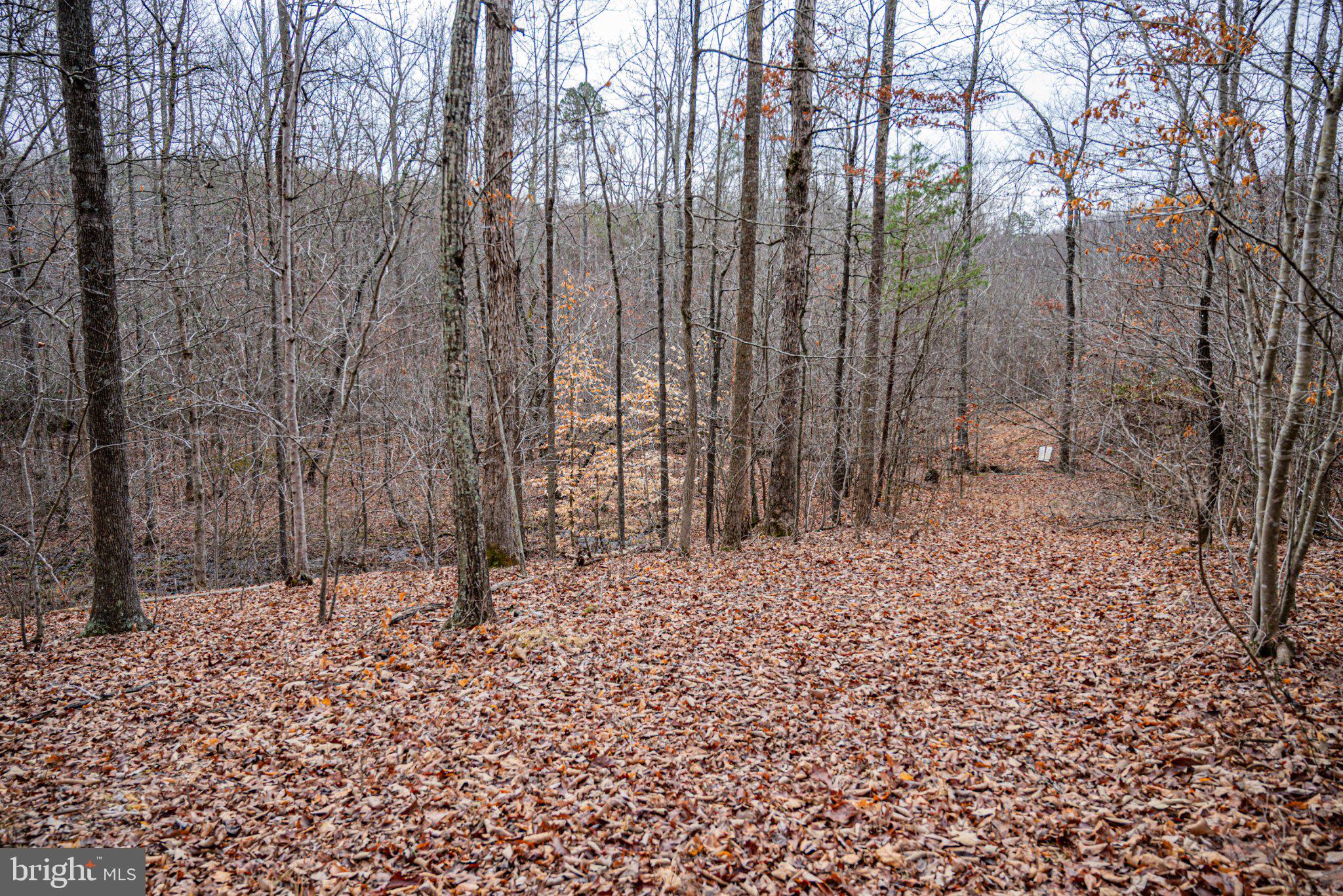 Tbd Troublesome Creek Road Buckingham, VA 23921 - Photo 12 of 26 Serene woodland path in autumn hues.