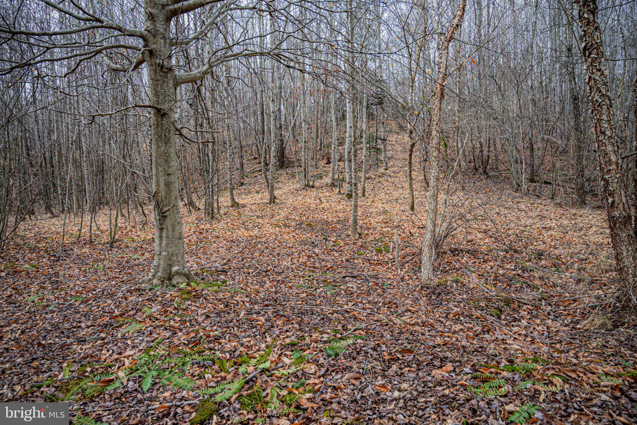 Tbd Troublesome Creek Road Buckingham, VA 23921 - Photo 13 of 26 Serene woodland path in autumn.