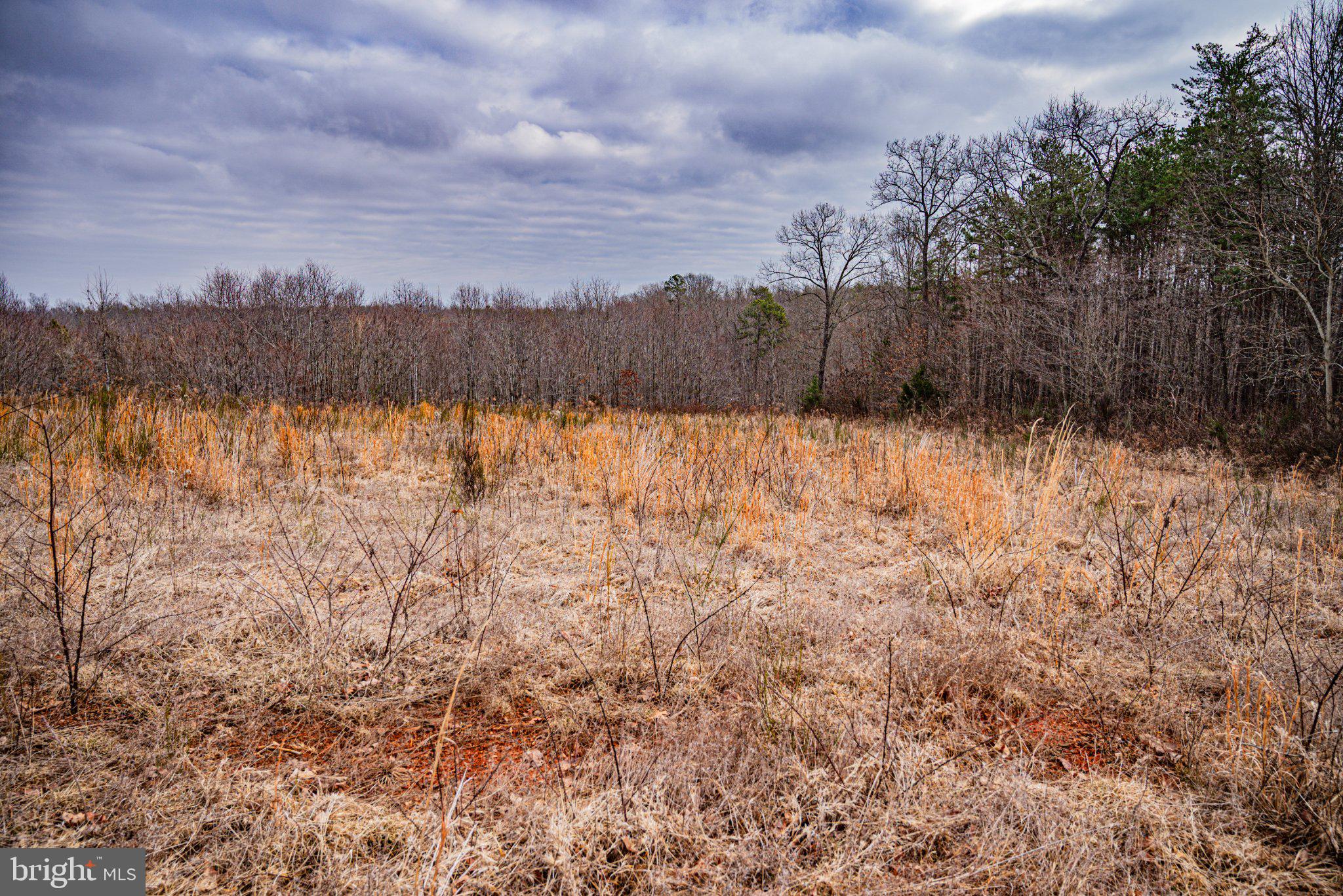 Tbd Troublesome Creek Road Buckingham, VA 23921 - Photo 16 of 26 Serene landscape of golden grasses.