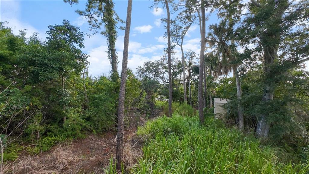 Bayshore Road Nokomis, FL 34275 - Photo 19 of 42 a view of a forest