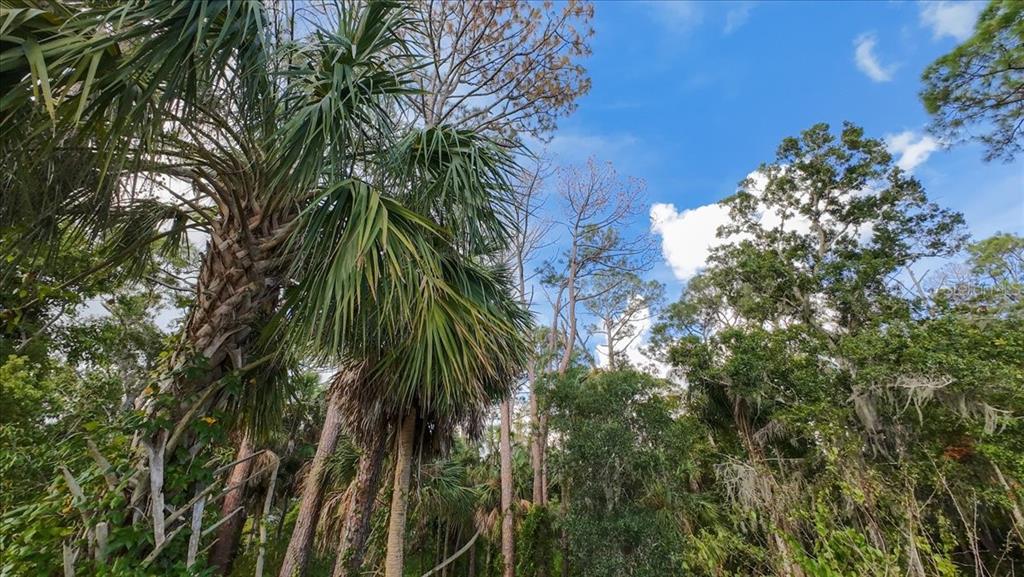 Bayshore Road Nokomis, FL 34275 - Photo 20 of 42 a close up of a tree