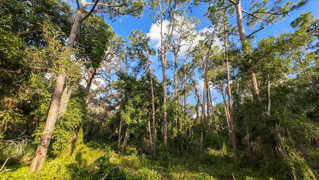 Bayshore Road Nokomis, FL 34275 - Photo 23 of 42 a view of forest