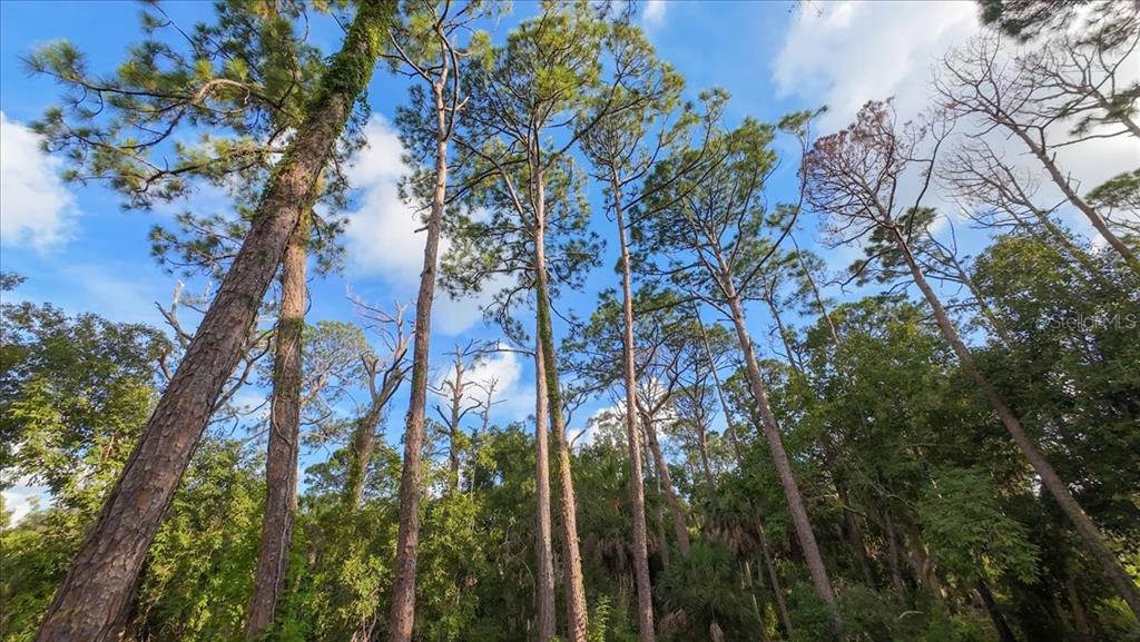 Bayshore Road Nokomis, FL 34275 - Photo 24 of 42 a backyard of a house with lots of green space