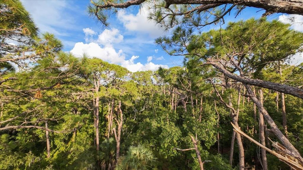 Bayshore Road Nokomis, FL 34275 - Photo 26 of 42 a view of a tree in front of the house