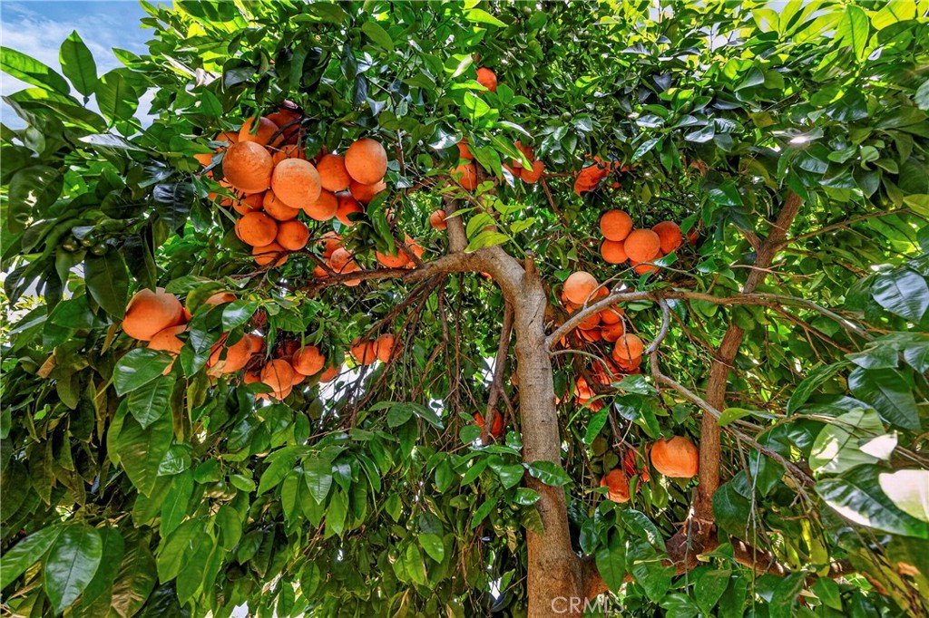 9488 Cummings Road Durham, CA 95938 - Photo 53 of 72 Citrus trees