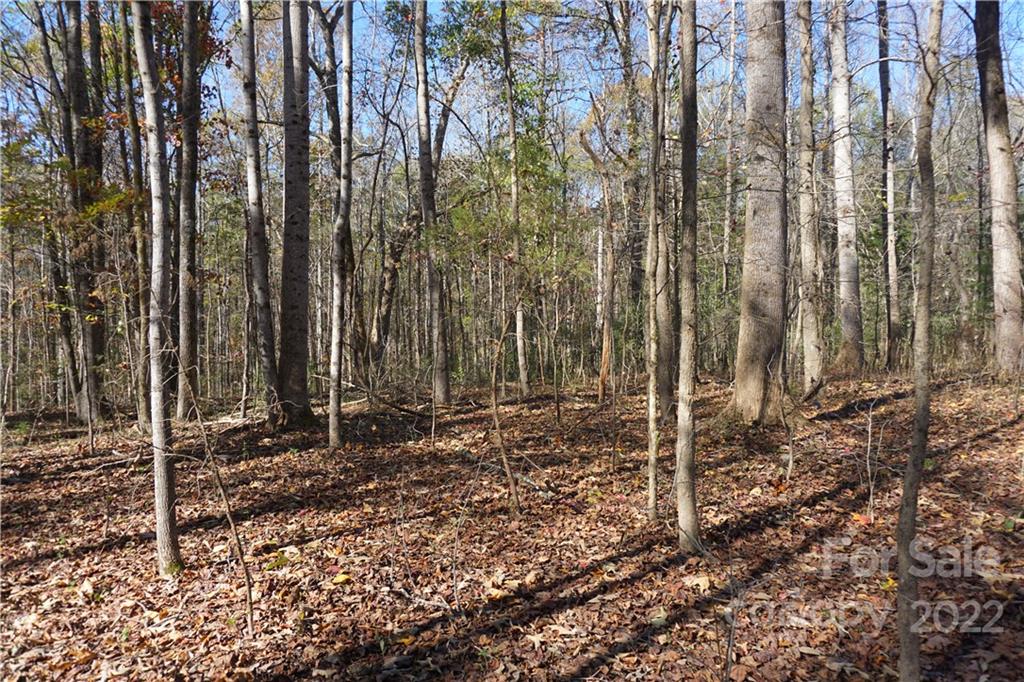 10.64-ac Burree Road Clover, SC 29710 - Photo 11 of 18 a backyard of a house with lots of tall trees
