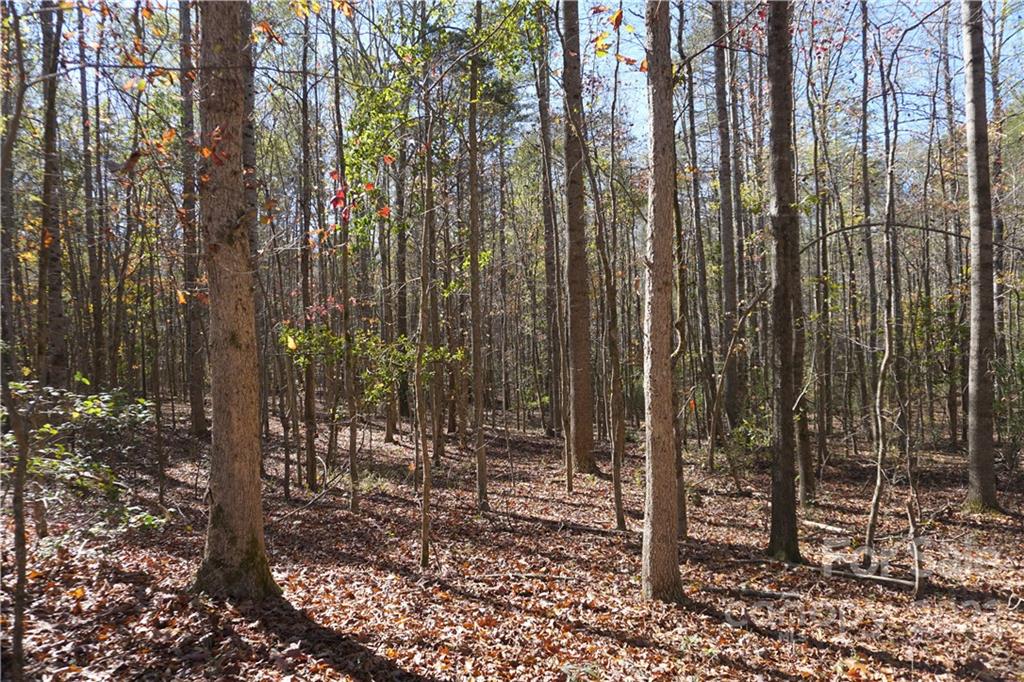 10.64-ac Burree Road Clover, SC 29710 - Photo 14 of 18 a view of a forest