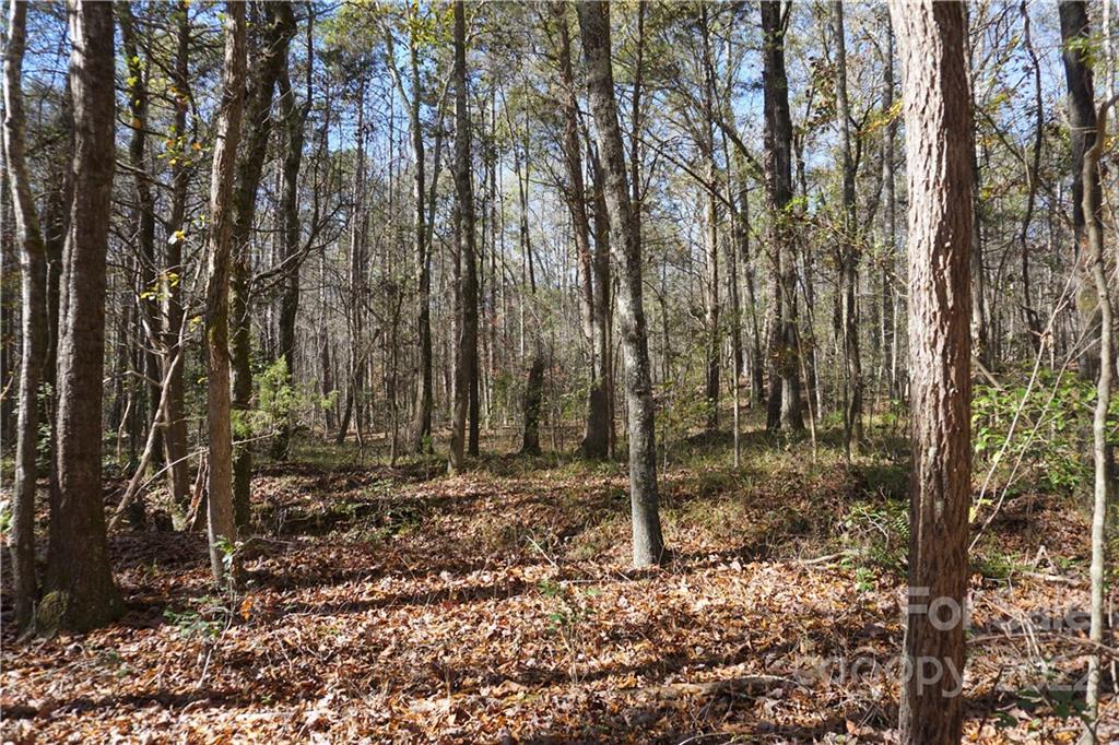 10.64-ac Burree Road Clover, SC 29710 - Photo 18 of 18 a backyard of a house with lots of plants and large trees
