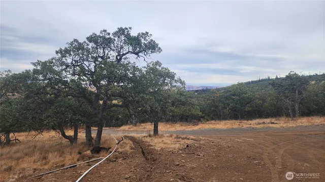 a view of a yard with trees