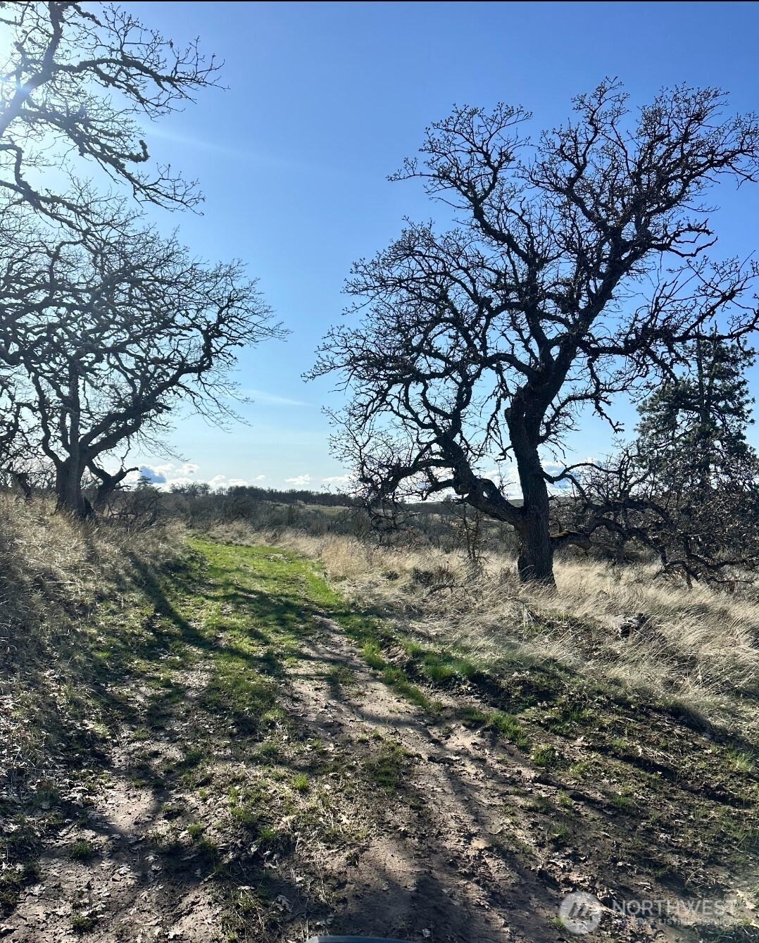 295 Oak Flat Road Goldendale, WA 98620 - Photo 10 of 11 a view of a tree with a yard
