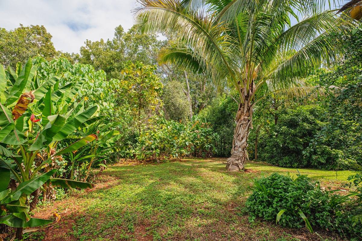 2060 Puukaa Street Kapaa, HI 96746 - Photo 15 of 19 a view of yard with tree